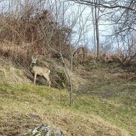 Appartamento Singer Vrbovsko
