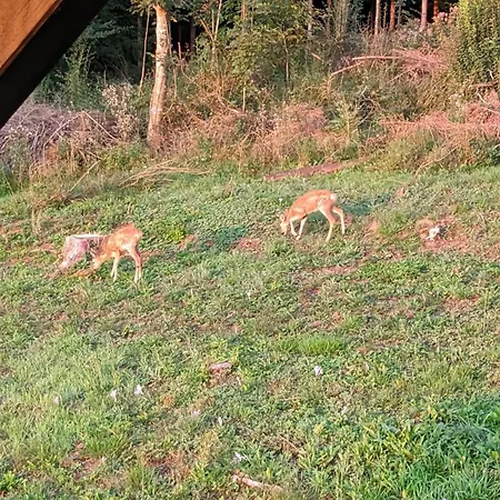 Singer Appartamento Vrbovsko