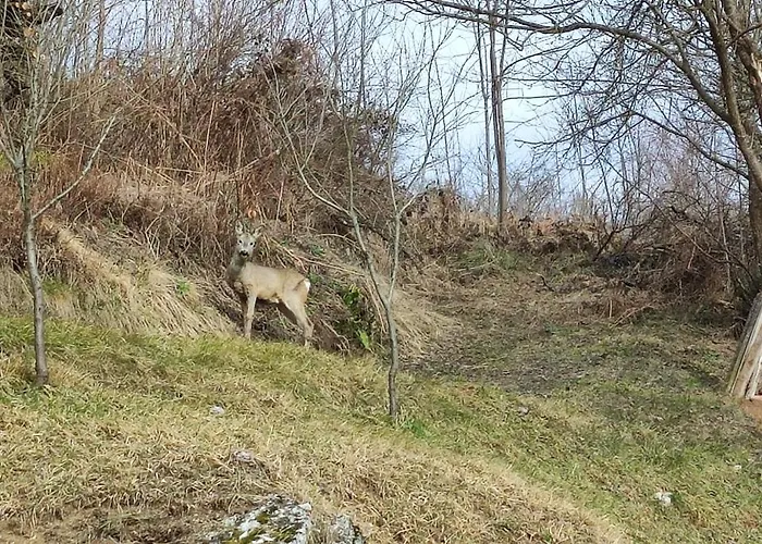 Apartment Singer Vrbovsko